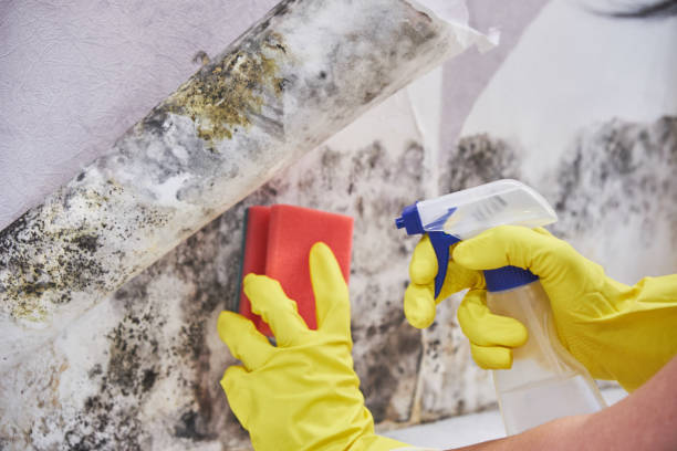 Best Emergency Mold Remediation in USA